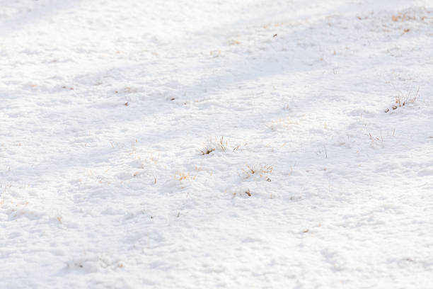 Close-up of fresh snow covering a park lawn, with a few dried grass blades poking through. Clean winter ground texture with ample copy space.