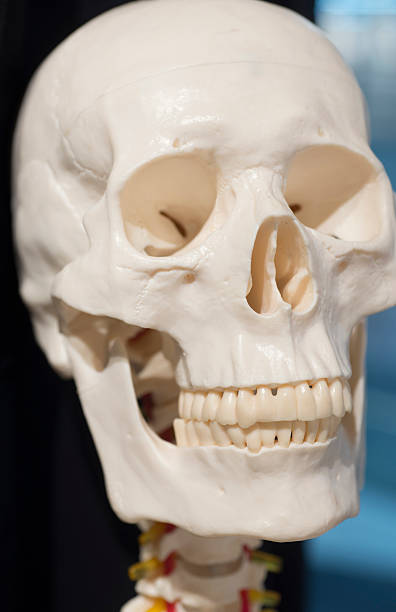 closeup of human skull with teeth and bones.