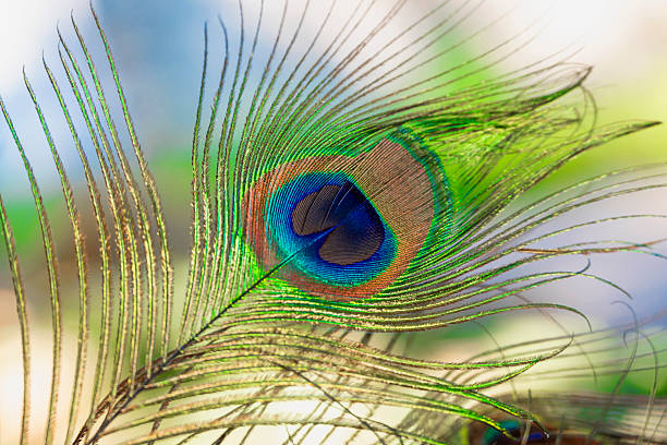 Beautiful peacock feather with natural background
