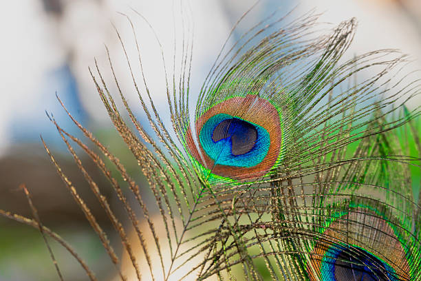 Beautiful peacock feather with natural background