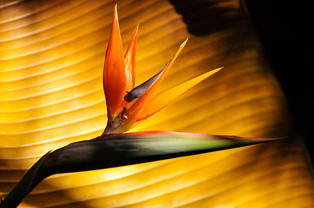 The bird of paradise flower