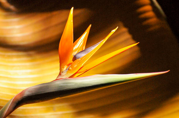 The bird of paradise flower