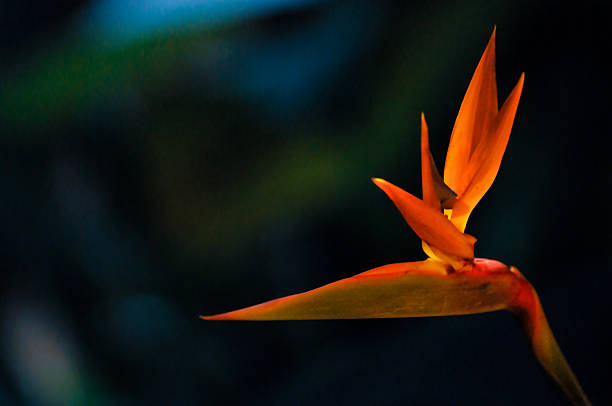 The bird of paradise flower