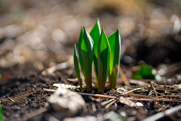 Fresh green spring shoots of young monocotyledonous plants breaking through soil, symbol of renewal, growth and early vegetation.