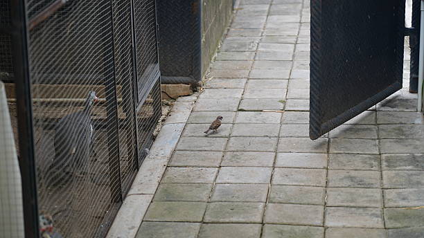 A small brown bird stands on a paved path near a metal gate A birdcage is visible to the left with birds inside The scene shows a glimpse into nature with enclosures