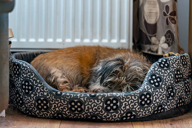 White domestic dog lying on the dog pad inside the house.
