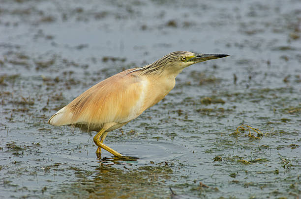 Squacco heron in the swamp