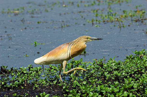 Squacco heron in the swamp