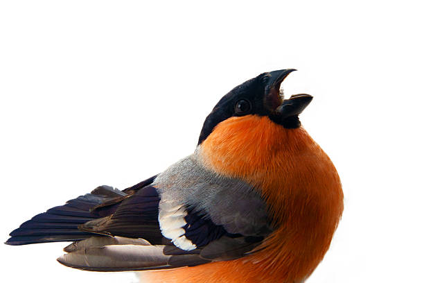 Beautiful male eurasian bullfinch (Pyrrhula pyrrhula) perching on a dog rose.