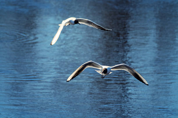 Two sea birds in flight. Black-headed gull soars with outstretched wings over water