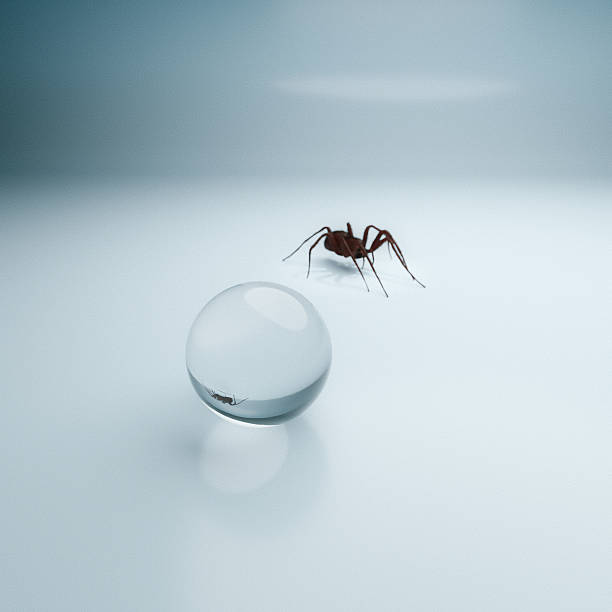 Two slender spiders are seen navigating a white wall in a calm indoor space. Their long legs stretch out as they explore the textured surface.