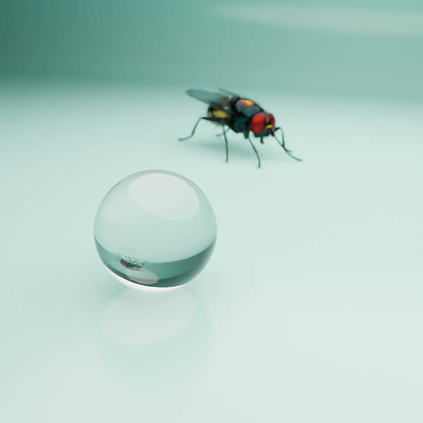Conceptual CGI showing a fly near a transparent glass sphere on a smooth surface, with the insect reflected inside the orb. The minimal composition suggests observation and specimen-like study, hinting at insect themes such as entomology, pests, surveillance, and the fragile boundary between humans and the small life around us.
