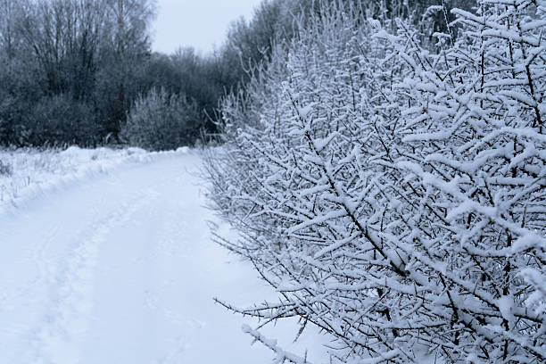 A winter landscape: a road completely covered in snow, with visible footprints and tracks in the fresh snow.