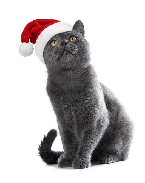 Cute cat in Santa hat on white background