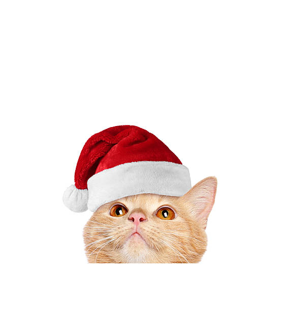 Cute cat in Santa hat on white background
