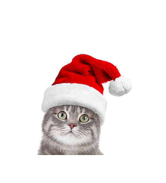 Cute cat in Santa hat on white background