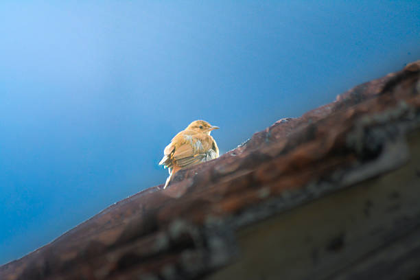 A stunning low-angle shot of a Rufous Hornero (Furnarius rufus) resting on the edge of a weathered tile roof. The bird's brown plumage is illuminated by soft sunlight against a clear, deep blue sky, creating a beautiful contrast between warm and cool tones. This image perfectly captures the intersection of nature and urban architecture in South America.