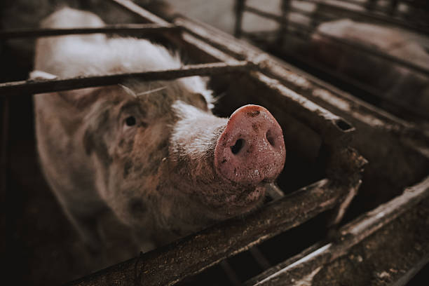 Funny pig