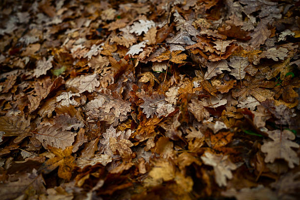 Dry autumn oak leaves are covering the forest ground during the fall season creating a brown backdrop
