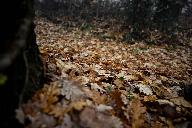 Dried brown autumn leaves littering the forest floor, creating a textured natural pattern