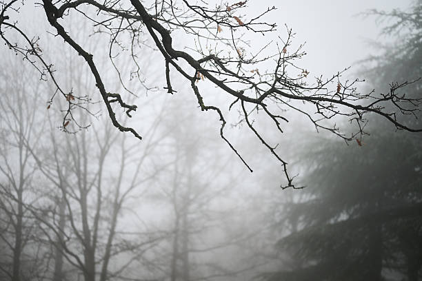 Bare tree branches extend into a dense, atmospheric fog covering a forest during winter
