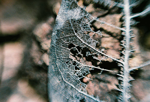 A detailed close-up of a brown, dried leaf, focusing on the skeletal network of its veins against an analog grain.