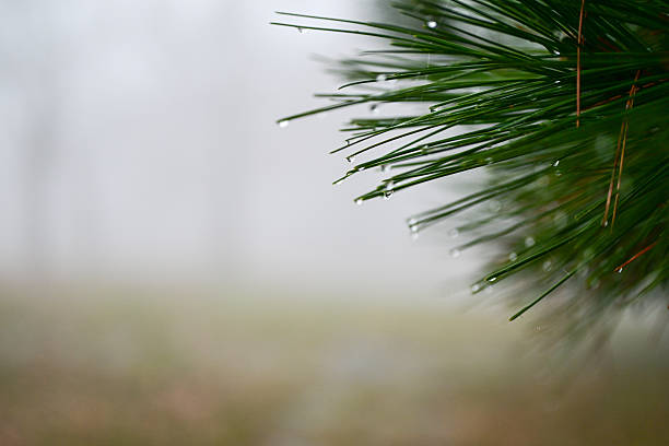 Seasonal Backdrops in Spring in Midwest  USA Weather and Seasons Background Photo Series