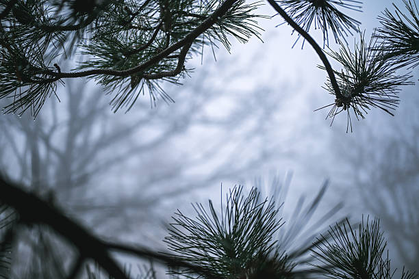 Evergreen pine needles with rain drops in a misty, cold forest scene