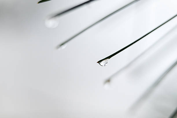 Clear water drop hanging from a green pine needle against a soft white background