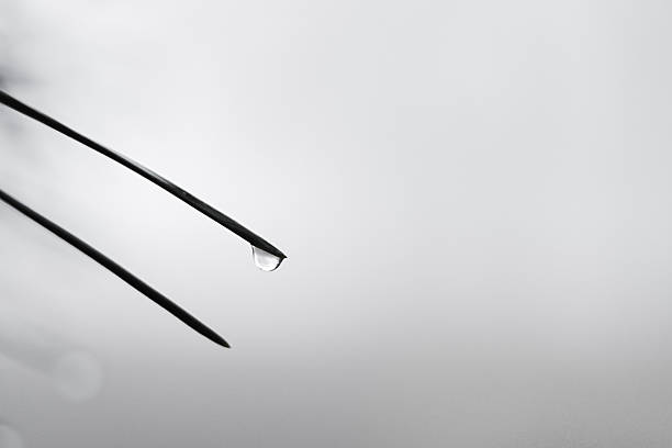Water droplet hanging subtly on a pine needle in a monochrome, minimalist composition