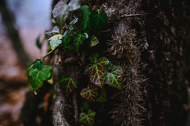 Green and variegated ivy leaves climbing on textured tree bark in a natural forest environment