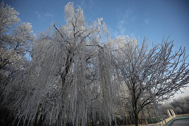 A frosty, icy morning magically adorned the trees in North Park in the capital of Bulgaria, Sofia.