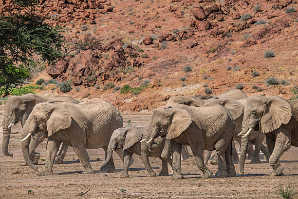 istock Desert-adapted elephants walking across arid savanna in Namibia 2259023071