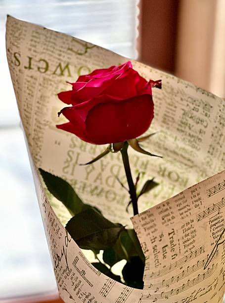 Rosa rossa