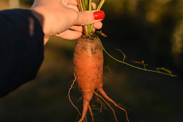 Close-up of carrot held in hand with soft dark blurred background. Shallow depth of field and focus on fresh vegetable.