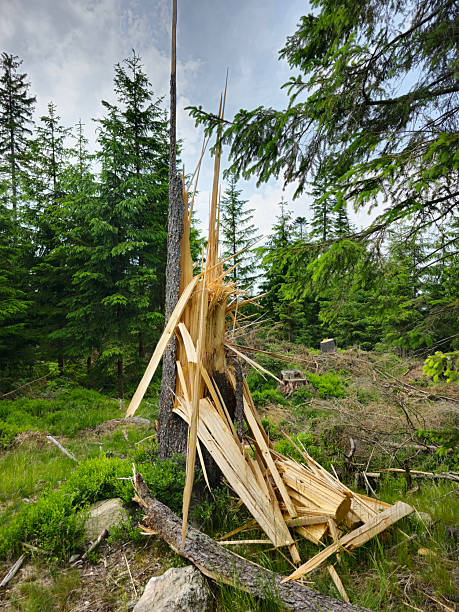 Large tree trunks broken by strong winds lie scattered in a green forest after a storm. Natural weather damage showing ecosystem impact, fallen timber, environmental consequences. Broken tree.