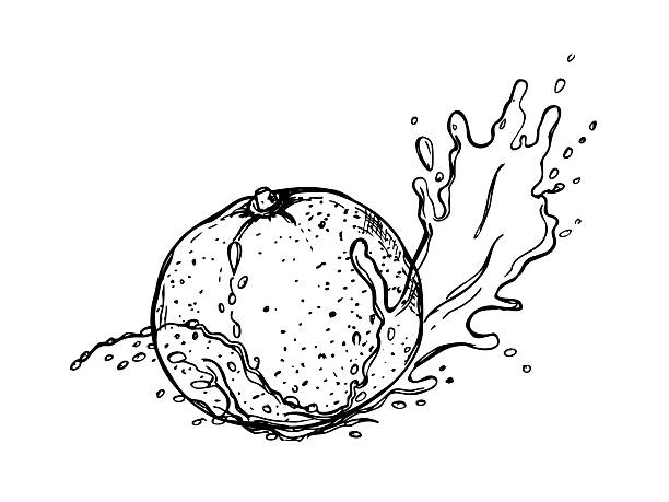 360+ Clementine Drawing Stock Illustrations, Royalty-Free Vector