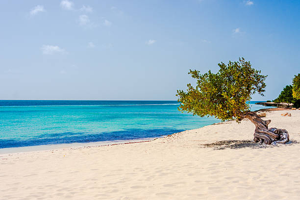 Grenada; December 2021; Beautiful turquoise water and white sand of Grand Anse Beach, Grenada with palm tree in foreground - horizontal image.