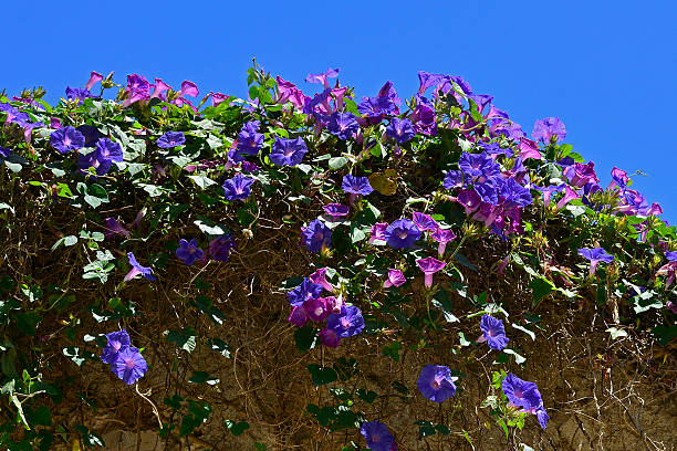 Close up of florets on a blue flower head. It has been overexposed and shows a vignette to allow copy space and use as a textured background.