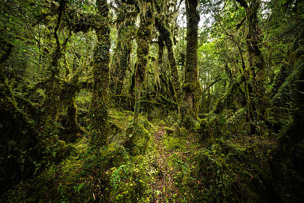 Dense temperate rainforest filled with moss-covered trees and vibrant green vegetation. This immersive forest scene represents the rich biodiversity and natural beauty found along the Carretera Austral in southern Chile.