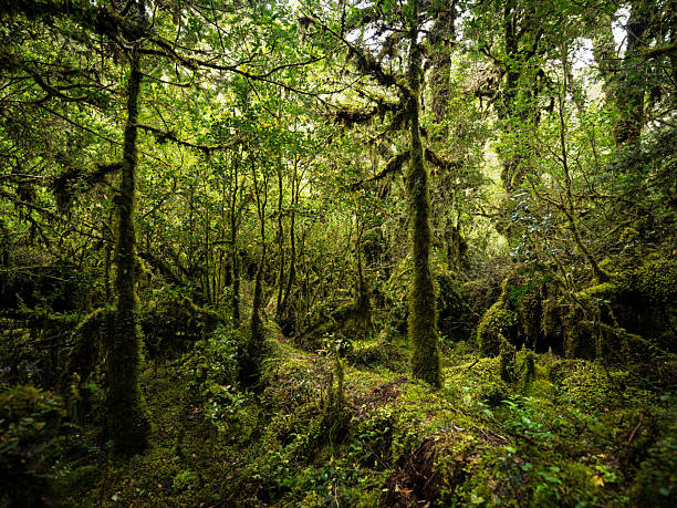 Lush temperate rainforest vegetation in the area known as Bosque Encantado, located in Chilean Patagonia. Moss-covered trees and dense foliage create a mysterious and immersive natural environment.