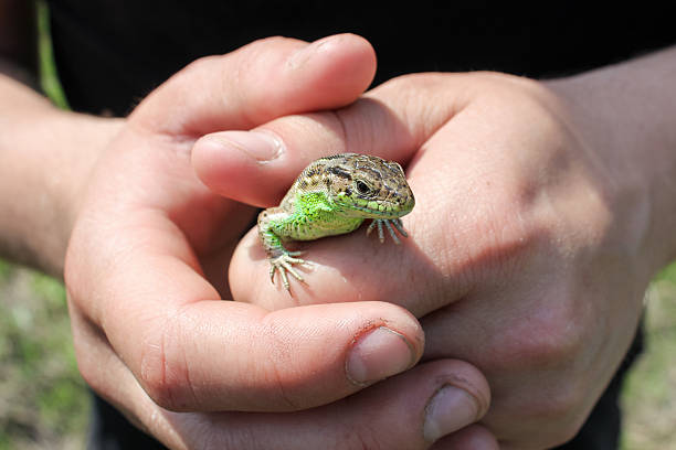 A close-up view of a vibrant small lizard securely cradled in a person's gentle hands, illustrating themes of environmental stewardship and biodiversity protection