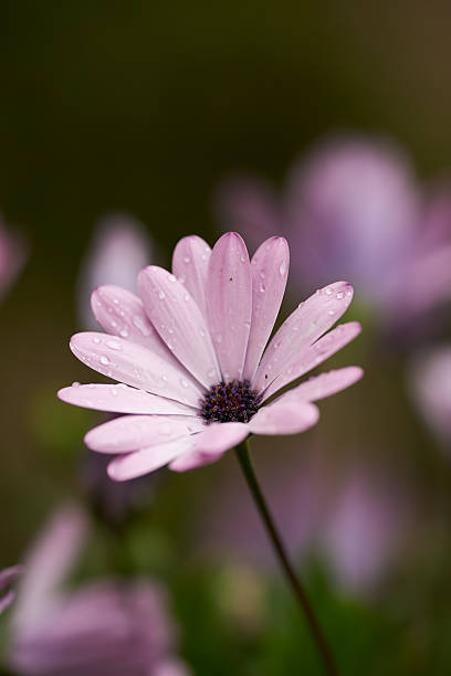 A blooming pink daisy (Bellis perennis) glistens in the morning dew, captured in vivid detail against a soft, blurred background. The gentle aesthetics reflect nature's beauty and serene wonder.