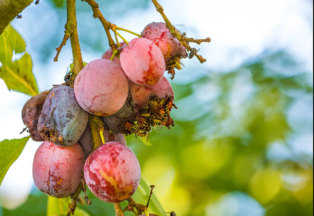 A vibrant close-up of ripened plums (Prunus domestica) affected by wisp damage, surrounded by beautiful greenery. The vivid natural hues emphasize the cycle of life in the Danish countryside.