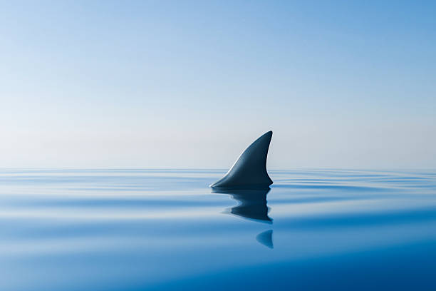 Shark Fin Breaking the Surface of Still Sea.