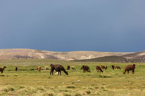 Llamas at Tomave District - Quijarro Province, Potosi Department, Bolivia