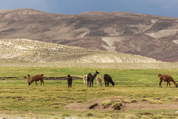 A serene image of a vicuña standing peacefully in the Atacama Desert with a dramatic volcanic cone and vast desert landscape under a clear blue sky in Chile.