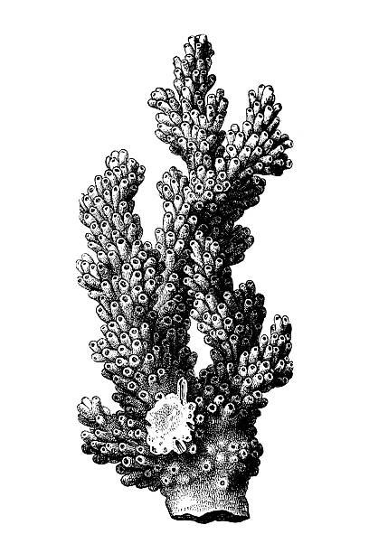 Coral - Madrepora verrucosa
