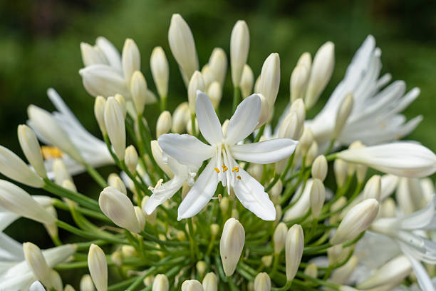 Close-up of a white agapanthus flower in bloom, showing slender petals and unopened buds radiating from the center. Soft natural light and a blurred floral background emphasize the elegant structure and ornamental beauty of the plant.