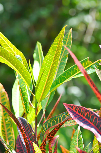 Codiaeum variegatium Blume or Croton, Variegated Laurel or Garden Croton or red leaf or red plant